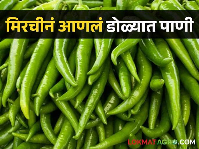 Chilli on 4 thousand hectares is in danger, Kokda, Mawa virus outbreak | चार हजार हेक्टरवरील मिरची धोक्यात, कोकडा, मावा व्हायरसचा विळखा Chilli on 4 thousand hectares is in danger, Kokda, Mawa virus outbreak | चार हजार हेक्टरवरील मिरची धोक्यात, कोकडा, मावा व्हायरसचा विळखा