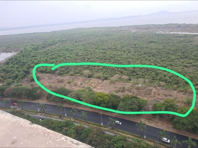 Slaughter of mangroves in the name of agriculture in Palm Beach Road area: Complaint on Mangroves Security App | शेतीच्या नावाखाली खारफुटीची कत्तल, पाम बीच रोड परिसरातील प्रकार; मँग्रोज सुरक्षा ॲपवर तक्रार Slaughter of mangroves in the name of agriculture in Palm Beach Road area: Complaint on Mangroves Security App | शेतीच्या नावाखाली खारफुटीची कत्तल, पाम बीच रोड परिसरातील प्रकार; मँग्रोज सुरक्षा ॲपवर तक्रार