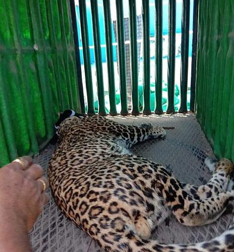 That leopard refused the chicken | 'त्या' बिबट्याने चिकन कोंबडी नाकारली That leopard refused the chicken | 'त्या' बिबट्याने चिकन कोंबडी नाकारली