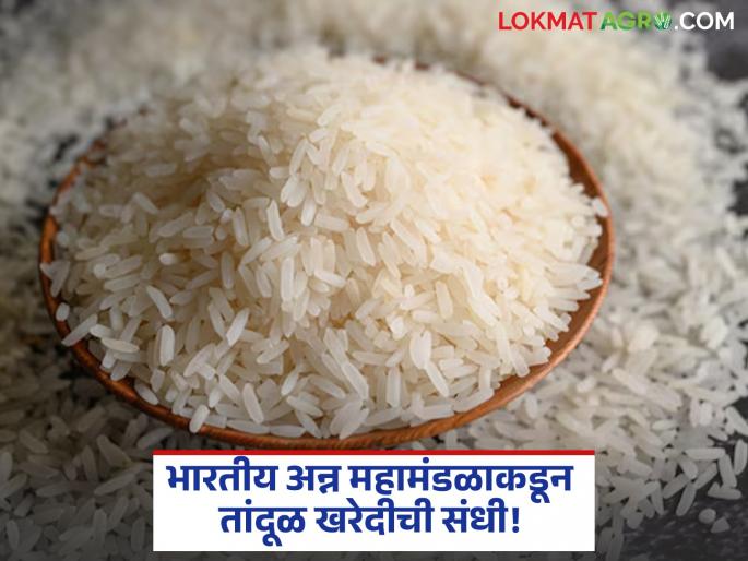 Rice Procurement Opportunity to purchase rice per kg for just Rs. 28 Food Corporation's plan | Rice Procurement : केवळ २८ रू. किलोप्रमाणे तांदूळ खरेदीची संधी! भारतीय अन्न महामंडळाची योजना Rice Procurement Opportunity to purchase rice per kg for just Rs. 28 Food Corporation's plan | Rice Procurement : केवळ २८ रू. किलोप्रमाणे तांदूळ खरेदीची संधी! भारतीय अन्न महामंडळाची योजना