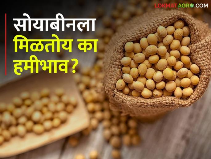 Are soybeans getting guaranteed prices? Check inflow, market price in one click | सोयाबीनला हमीभाव मिळतोय का? आवक, बाजारभाव पहा एका क्लिकवर
