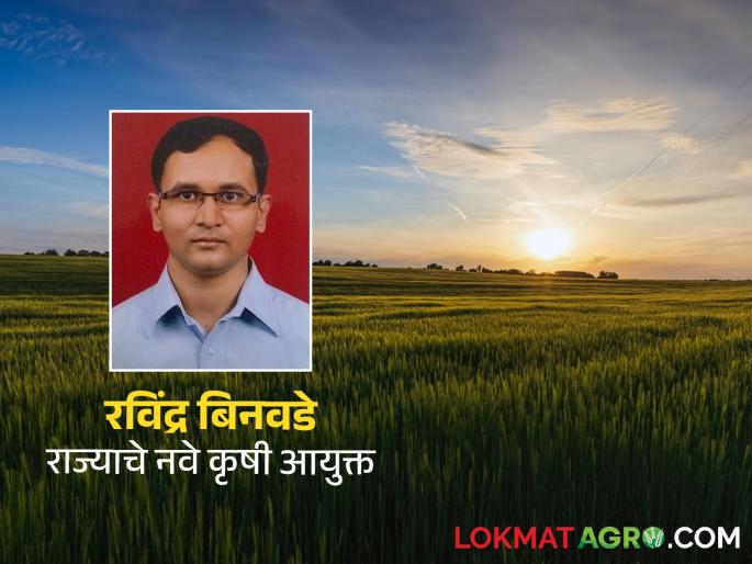 Agriculture Commissioner ravindra binawade state finally got full time Agriculture Commissioner will take charge | Agriculture Commissioner : राज्याला अखेर मिळाले पूर्णवेळ कृषी आयुक्त; रविंद्र बिनवडे पदभार स्विकारणार Agriculture Commissioner ravindra binawade state finally got full time Agriculture Commissioner will take charge | Agriculture Commissioner : राज्याला अखेर मिळाले पूर्णवेळ कृषी आयुक्त; रविंद्र बिनवडे पदभार स्विकारणार