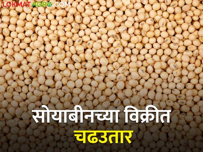 Soybean market: Soybean arrivals in the state slowed down, 244 quintals in this morning's session | soybean market: राज्यात सोयाबीन आवक मंदावली, आज सकाळच्या सत्रात २४४ क्विंटल Soybean market: Soybean arrivals in the state slowed down, 244 quintals in this morning's session | soybean market: राज्यात सोयाबीन आवक मंदावली, आज सकाळच्या सत्रात २४४ क्विंटल