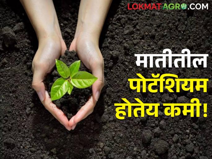 Learn these 6 ways researchers suggest to retain potassium in the soil | मातीतले पोटॅशियम टिकवण्यासाठी संशोधकांनी सुचविले हे ६ उपाय, जाणून घ्या Learn these 6 ways researchers suggest to retain potassium in the soil | मातीतले पोटॅशियम टिकवण्यासाठी संशोधकांनी सुचविले हे ६ उपाय, जाणून घ्या