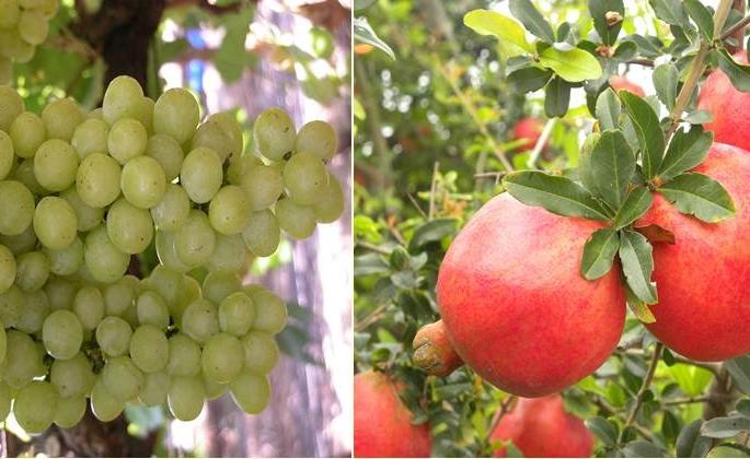 The effect of excess rainfall; Solapur exports zero amount of grapes and pomegranates this year | अतिवृष्टीचा परिणाम; द्राक्ष, डाळिंब निर्यातीत सोलापूर यंदा शुन्यावरच The effect of excess rainfall; Solapur exports zero amount of grapes and pomegranates this year | अतिवृष्टीचा परिणाम; द्राक्ष, डाळिंब निर्यातीत सोलापूर यंदा शुन्यावरच