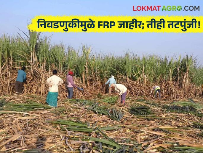 The increased Sugarcane FRP does not benefit farmers, this is a political decision of the central government" | FRP : "वाढवलेल्या एफआरपीचा शेतकऱ्यांना फायदा नाही, केंद्र सरकारचा हा राजकीय निर्णय" The increased Sugarcane FRP does not benefit farmers, this is a political decision of the central government" | FRP : "वाढवलेल्या एफआरपीचा शेतकऱ्यांना फायदा नाही, केंद्र सरकारचा हा राजकीय निर्णय"