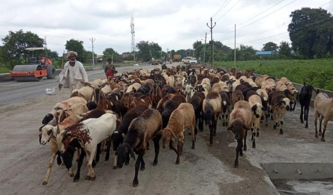 Shepherd found in trouble with corona infection | कोरोना संसर्गाने मेंढपाळ सापडले अडचणीत Shepherd found in trouble with corona infection | कोरोना संसर्गाने मेंढपाळ सापडले अडचणीत
