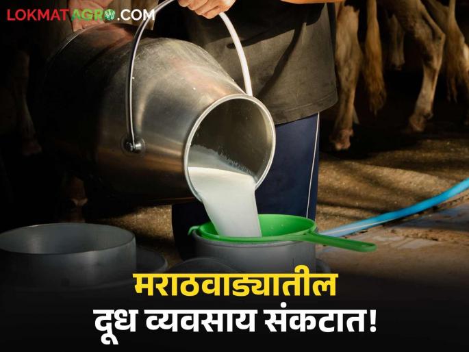 Milk Industry: Milk business in Marathwada is in danger due to outside brands, | Milk Industry : बाहेरील ब्रँड्समुळे मराठवाड्यातील दूध व्यवसाय धोक्यात! संघाच्या दूध विक्रीत ३ वर्षांमध्ये ४०% घट Milk Industry: Milk business in Marathwada is in danger due to outside brands, | Milk Industry : बाहेरील ब्रँड्समुळे मराठवाड्यातील दूध व्यवसाय धोक्यात! संघाच्या दूध विक्रीत ३ वर्षांमध्ये ४०% घट