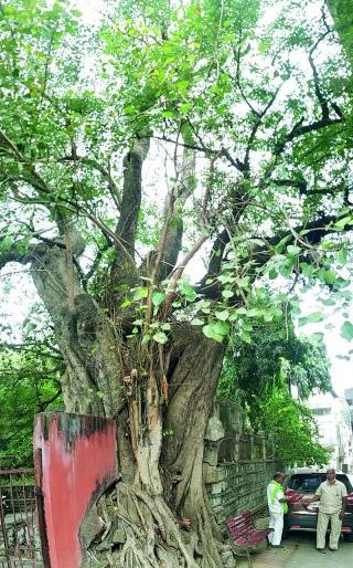 The last murmur of a 200-year-old tree; Will the 'that' tree in Sitabardi break? | २०० वर्षांच्या पुराणपुरुषाची अखेरची घरघर; सीताबर्डीतील 'ते' झाड तुटणार? The last murmur of a 200-year-old tree; Will the 'that' tree in Sitabardi break? | २०० वर्षांच्या पुराणपुरुषाची अखेरची घरघर; सीताबर्डीतील 'ते' झाड तुटणार?