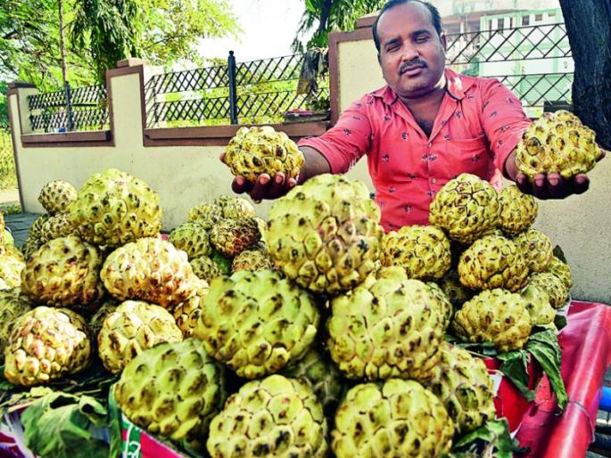 Golden custard apple replaces Gavaran custard apple | गावरान सीताफळाच्या जागी अवतरले गोल्डन सीताफळ Golden custard apple replaces Gavaran custard apple | गावरान सीताफळाच्या जागी अवतरले गोल्डन सीताफळ