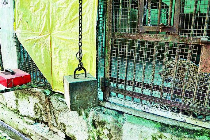 Tigers and leopards in Nagpur's Maharajbag get bored with heaters | नागपूरच्या महाराजबागेतील वाघ, बिबट्याला मिळतेय हिटरची ऊब  Tigers and leopards in Nagpur's Maharajbag get bored with heaters | नागपूरच्या महाराजबागेतील वाघ, बिबट्याला मिळतेय हिटरची ऊब