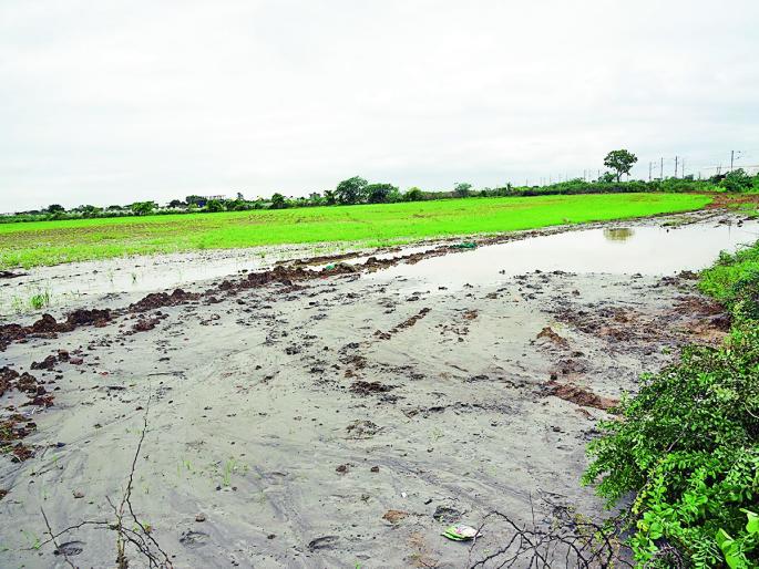 Ash pond of Koradi thermal power plant bursts, ash water seeped into the fields of the farmers and ruined the grown crops | ठेक्याने घेतली सात एकर, पुराने हिरावली भाकर; राखेमुळे उगवलेल्या पिकांची झाली माती Ash pond of Koradi thermal power plant bursts, ash water seeped into the fields of the farmers and ruined the grown crops | ठेक्याने घेतली सात एकर, पुराने हिरावली भाकर; राखेमुळे उगवलेल्या पिकांची झाली माती