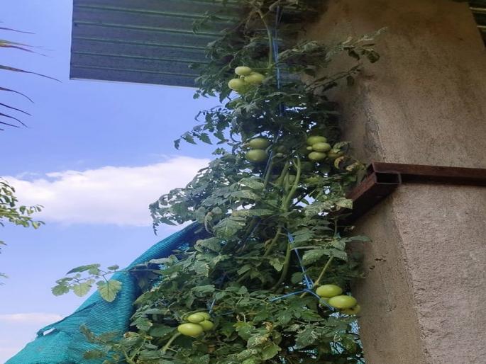 Tomatoes from Israel bloomed in the summer; A tree about 14 feet tall | वरोऱ्यात बहरले इस्रायलचे टोमॅटो; तब्बल १४ फूट उंचीचे झाड Tomatoes from Israel bloomed in the summer; A tree about 14 feet tall | वरोऱ्यात बहरले इस्रायलचे टोमॅटो; तब्बल १४ फूट उंचीचे झाड