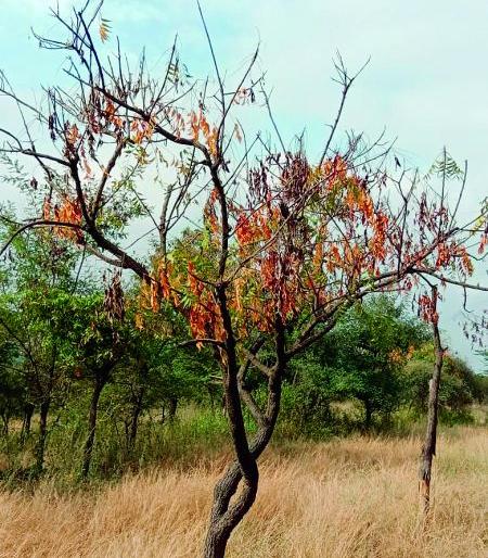 What is this? Why did the neem trees suddenly start drying up? | हे काय आक्रित? अचानक का सुकायला लागली कडुनिंबाची झाडे? What is this? Why did the neem trees suddenly start drying up? | हे काय आक्रित? अचानक का सुकायला लागली कडुनिंबाची झाडे?