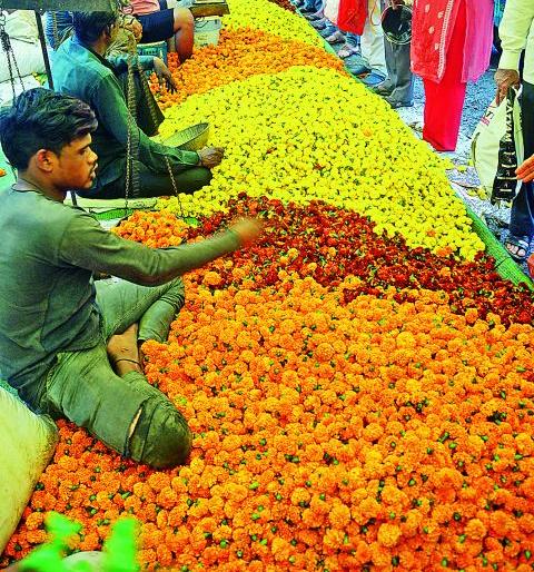 More than vq tonnes of marigold have been eroded in Nagpur | नागपुरात ५० टनांहून अधिक झेंडूची फुले झाली मातीमोल