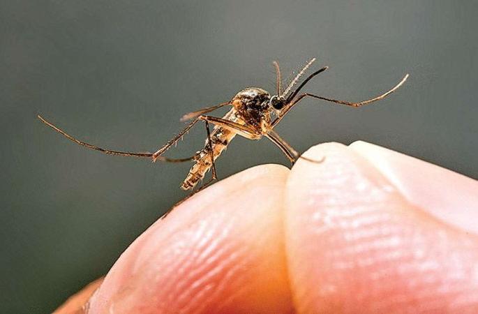 Mayo, Medical has got dengue! Students, doctors found missing | मेयो, मेडिकललाच झाला डेंग्यू!  विद्यार्थी, डॉक्टर सापडले विळख्यात