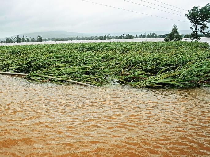 Damage to crops on 4 lakh hectares | २ लाख हेक्टरवरील पिकांचे नुकसान Damage to crops on 4 lakh hectares | २ लाख हेक्टरवरील पिकांचे नुकसान