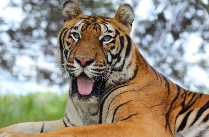 Tipeshwar tiger is now in the Gyan Ganga Sanctuary | टिपेश्वरचा वाघ आता ज्ञानगंगा अभयारण्यात Tipeshwar tiger is now in the Gyan Ganga Sanctuary | टिपेश्वरचा वाघ आता ज्ञानगंगा अभयारण्यात