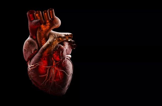 Indians' hearts are 20 percent smaller; Dr. Sengupta's study | भारतीयांचे हृदय २० टक्क्यांनी लहान; डॉ. सेनगुप्ता यांचा अभ्यास