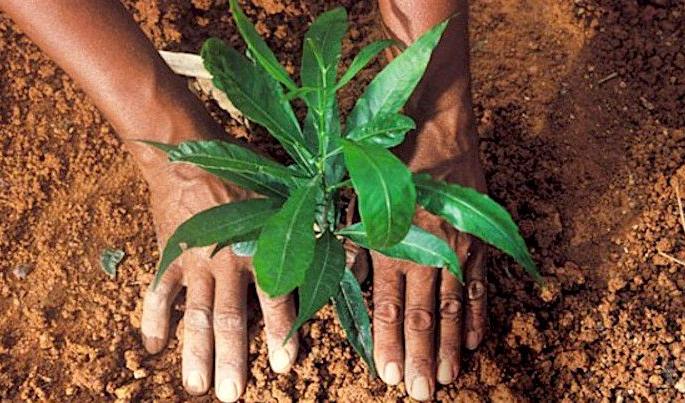 2.40 lakh fruit trees will be planted in Washim district! | वाशिम जिल्ह्यात २.४० लाख फळझाडांची होणार लागवड! 2.40 lakh fruit trees will be planted in Washim district! | वाशिम जिल्ह्यात २.४० लाख फळझाडांची होणार लागवड!