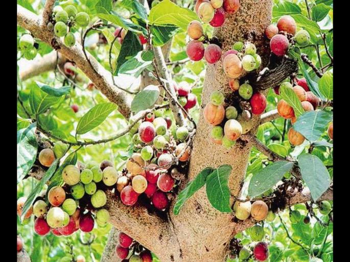 Gular can treat diabetes, piles and liver disease know cluster figs health benefits | Gular Benefits: 5 गंभीर आजारांना दूर करण्यास मदत करतं हे फळ, आयुर्वेदात आहे फार महत्व Gular can treat diabetes, piles and liver disease know cluster figs health benefits | Gular Benefits: 5 गंभीर आजारांना दूर करण्यास मदत करतं हे फळ, आयुर्वेदात आहे फार महत्व