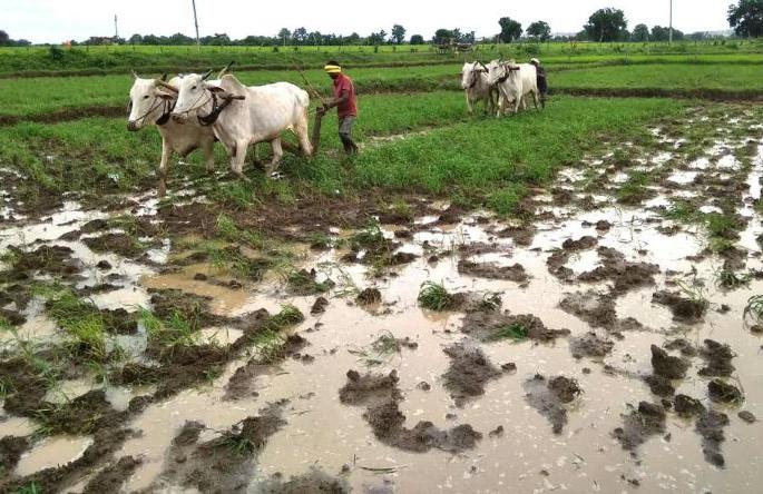 Return rains hit 13,000 farmers | परतीच्या पावसाचा १३ हजार शेतकऱ्यांना फटका Return rains hit 13,000 farmers | परतीच्या पावसाचा १३ हजार शेतकऱ्यांना फटका
