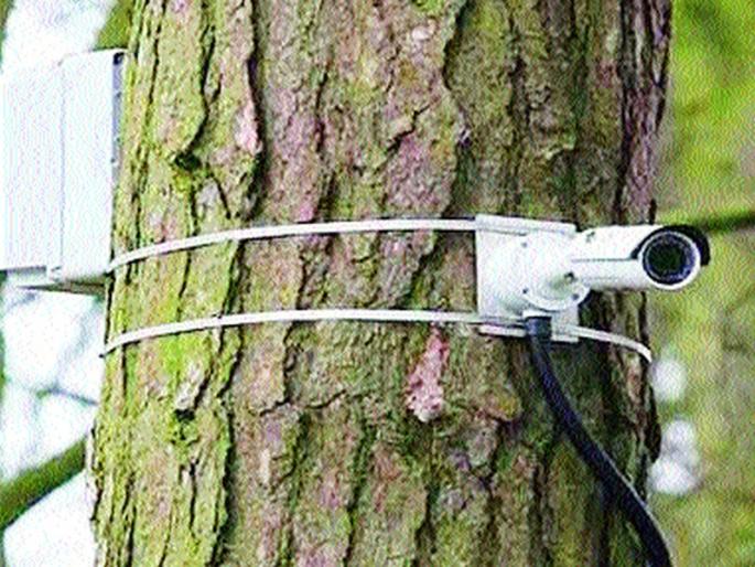 'Bird Jungle' on the third eye 'Watch' | ‘बॉर्डर जंगल’ सुरक्षेवर तिसऱ्या डोळ्याचा ‘वॉच’ 'Bird Jungle' on the third eye 'Watch' | ‘बॉर्डर जंगल’ सुरक्षेवर तिसऱ्या डोळ्याचा ‘वॉच’