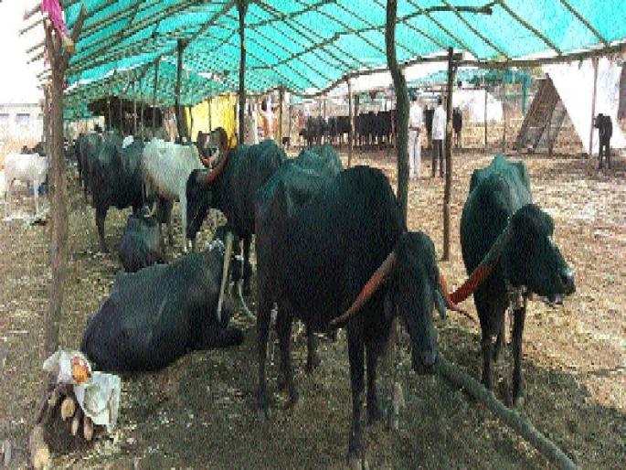 Gift for half a million livelihoods | साडेचार हजार पशुधनाला मिळाले ‘राहत’मुळे जीवदान Gift for half a million livelihoods | साडेचार हजार पशुधनाला मिळाले ‘राहत’मुळे जीवदान