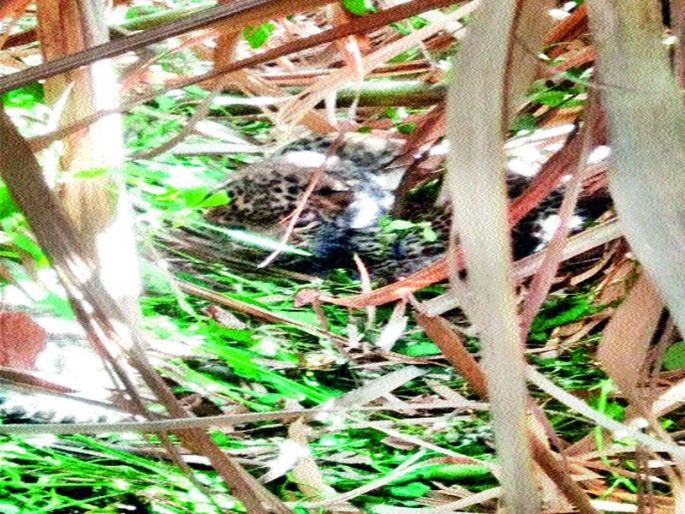 Five calves of leopard found in the field of sugarcane | उसाच्या शेतात आढळले बिबट्याचे पाच बछडे Five calves of leopard found in the field of sugarcane | उसाच्या शेतात आढळले बिबट्याचे पाच बछडे