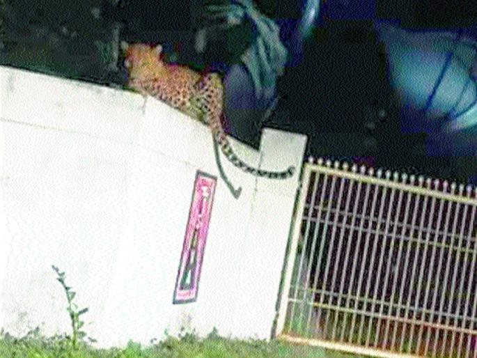 Citizens were scared to death when a crib broke out near the population | लोकवस्तीजवळच बिबट्याचा शिरकाव झाल्याने नागरिक भयभीत Citizens were scared to death when a crib broke out near the population | लोकवस्तीजवळच बिबट्याचा शिरकाव झाल्याने नागरिक भयभीत