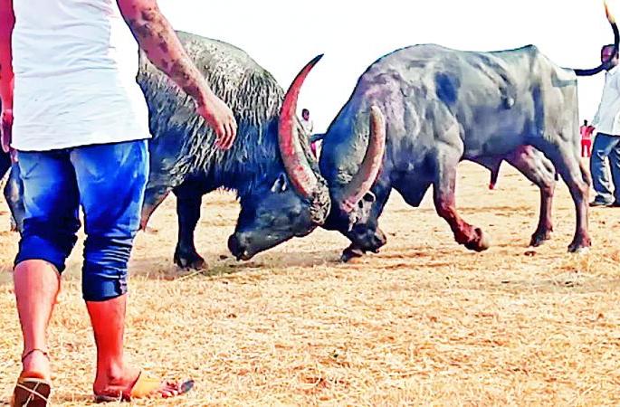 Millions were bet on 'Satan' and 'Bhima' | 'शैतान' आणि 'भीमा'च्या झुंजीवर लागली होती लाखोंची पैज; पोलिसांनी उधळला डाव Millions were bet on 'Satan' and 'Bhima' | 'शैतान' आणि 'भीमा'च्या झुंजीवर लागली होती लाखोंची पैज; पोलिसांनी उधळला डाव