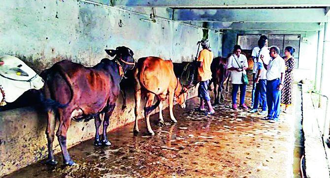 11 talukas affected by Lampi in Nagpur division ; 150 animals affected | नागपूर विभागात ११ तालुके लम्पीबाधित; १५० जनावरे बाधित 11 talukas affected by Lampi in Nagpur division ; 150 animals affected | नागपूर विभागात ११ तालुके लम्पीबाधित; १५० जनावरे बाधित