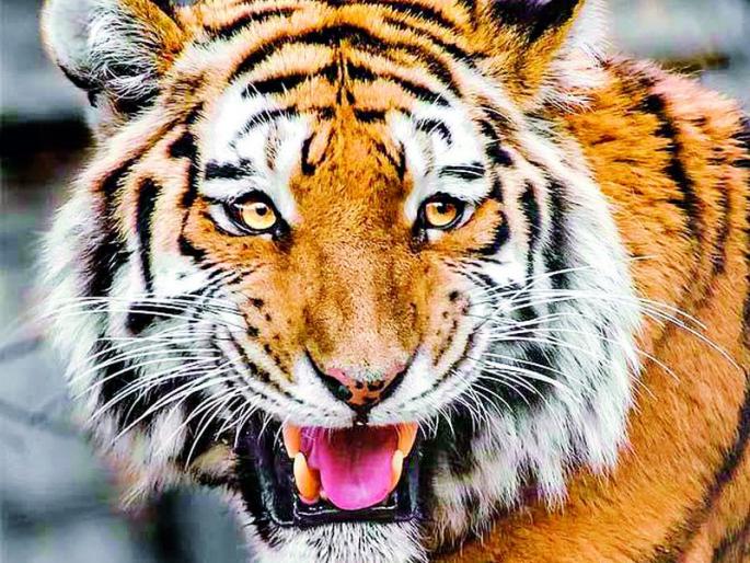 Tiger terror in Junona Shivara; Padsha of two animals | जुनोना शिवारात वाघाची दहशत; दोन जनावरांचा पाडला फडशा Tiger terror in Junona Shivara; Padsha of two animals | जुनोना शिवारात वाघाची दहशत; दोन जनावरांचा पाडला फडशा
