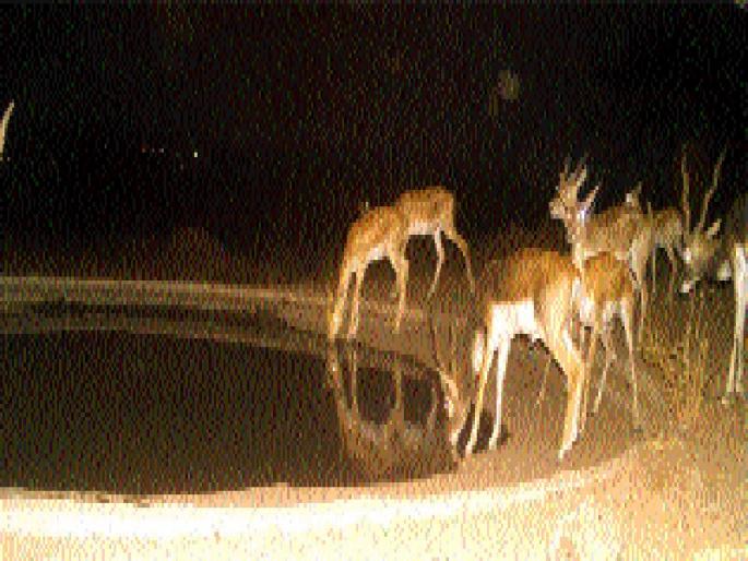 12 thousand 774 wildlife sanctuaries in Beed district | बीड जिल्ह्यात पाणवठ्यावर १२ हजार ७७४ वन्यप्राणी 12 thousand 774 wildlife sanctuaries in Beed district | बीड जिल्ह्यात पाणवठ्यावर १२ हजार ७७४ वन्यप्राणी