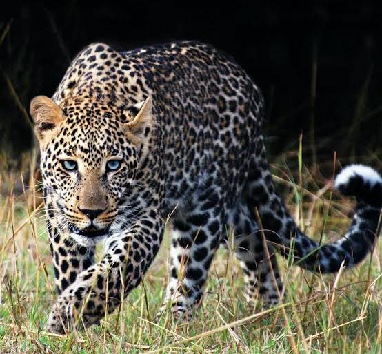 Leopard attacks on women in Indapur taluka | इंदापूर तालुक्यात बिबट्याचा महिलेवर हल्ला; दैव बलवत्तर म्हणून वाचला जीव Leopard attacks on women in Indapur taluka | इंदापूर तालुक्यात बिबट्याचा महिलेवर हल्ला; दैव बलवत्तर म्हणून वाचला जीव