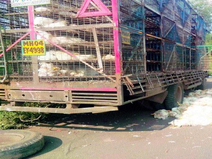 Three henchmen died after overturning truck | ट्रक उलटून ४०० कोंबड्या मृत्युमुखी  Three henchmen died after overturning truck | ट्रक उलटून ४०० कोंबड्या मृत्युमुखी