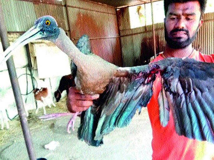 Nylon Stuck Fingers 28 Pieces Cut Off Feathers | नायलॉन मांजात अडकून २८ पाखरांचे कापले पंख Nylon Stuck Fingers 28 Pieces Cut Off Feathers | नायलॉन मांजात अडकून २८ पाखरांचे कापले पंख