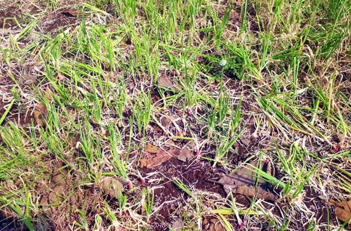 Damage to crops in 4,770 hectares in Akola district due to untimely rains | अवकाळी पावसामुळे अकोला जिल्ह्यात ४ हजार ७७० हेक्टरमध्ये पिकांचे नुकसान Damage to crops in 4,770 hectares in Akola district due to untimely rains | अवकाळी पावसामुळे अकोला जिल्ह्यात ४ हजार ७७० हेक्टरमध्ये पिकांचे नुकसान