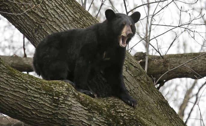 Bear relaxed on tree in Chandrapur district | चंद्रपूर जिल्ह्यातील घोसरीमध्ये अस्वलाने मांडले झाडावर ठाण Bear relaxed on tree in Chandrapur district | चंद्रपूर जिल्ह्यातील घोसरीमध्ये अस्वलाने मांडले झाडावर ठाण