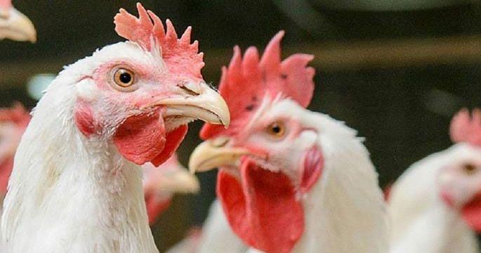 Three and a half thousand goats died at Savargad near Yavatmal city | यवतमाळ शहरालगतच्या सावरगड येथे साडेतीन हजार काेंबड्यांचा मृत्यू