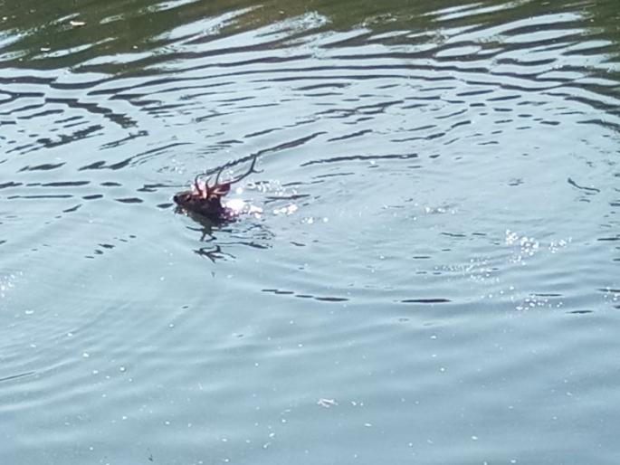 Deer saved in Gosikhurd canal in Bhandara district | भंडारा जिल्ह्यातील गोसेखुर्द कालव्यात पडलेल्या सांबराला जीवदान Deer saved in Gosikhurd canal in Bhandara district | भंडारा जिल्ह्यातील गोसेखुर्द कालव्यात पडलेल्या सांबराला जीवदान