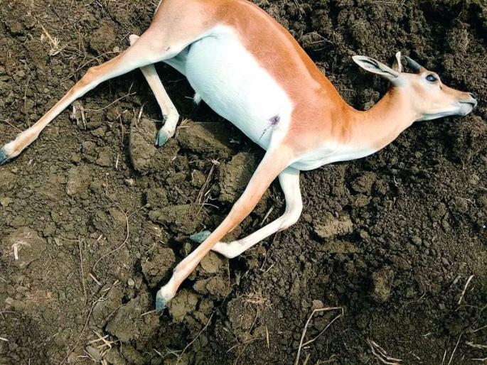 Blackbuck deer hunting in Nagpur district | नागपूर जिल्ह्यात ब्लॅक बक हरणाची शिकार Blackbuck deer hunting in Nagpur district | नागपूर जिल्ह्यात ब्लॅक बक हरणाची शिकार