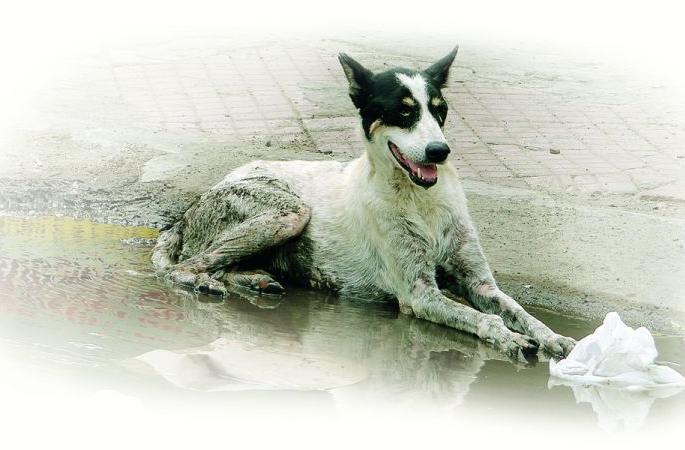 Nagpur Municipal Corporation's 'Golmaal' in dog bites | ‘श्वानदंश’ आकडेवारीत नागपूर मनपाचे ‘गोलमाल’