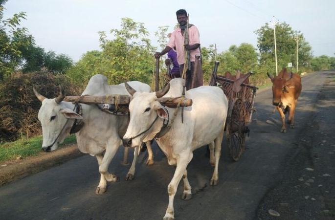 50 lakhs of rupees stuck in Yavatmal district; Delay to the bitch | यवतमाळ जिल्ह्यातील शेतकऱ्यांचे ५० लाख रुपये अडकले; तुरीच्या चुकाऱ्याला विलंब