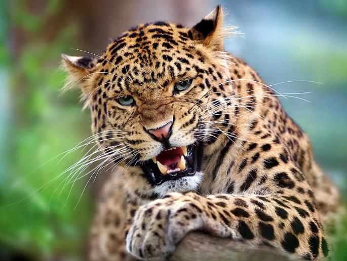 Students in threat of leopard in Navgaon in Nagpur district | नागपूर जिल्ह्यातील नवेगावात विद्यार्थ्यांमध्ये बिबट्याची दहशत
