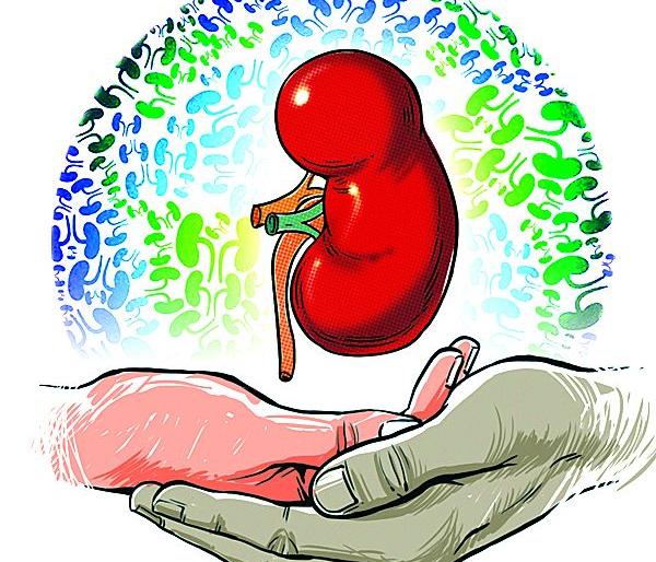 Digging RTO for organ donation campaign in the state | राज्यातील अवयवदान मोहिमेला आरटीओचा खोडा Digging RTO for organ donation campaign in the state | राज्यातील अवयवदान मोहिमेला आरटीओचा खोडा