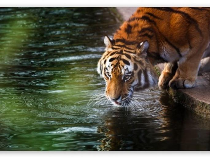 Visiting 16 tigers, 29 leopards in Melghat | मेळघाटात १६ वाघ, २९ बिबट्यांचे दर्शन Visiting 16 tigers, 29 leopards in Melghat | मेळघाटात १६ वाघ, २९ बिबट्यांचे दर्शन