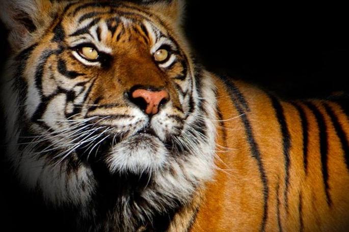 Special Tiger Conservation Team in Tadoba is inefficient | ताडोबातील विशेष व्याघ्र संरक्षण दल कुचकामी Special Tiger Conservation Team in Tadoba is inefficient | ताडोबातील विशेष व्याघ्र संरक्षण दल कुचकामी