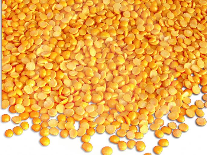 Terms and conditions for farmers to purchase ture; The marketing department is still not sure about the date! | तूर खरेदीसाठी शेतकर्यांवर अटींचा भडिमार; पणन विभागाकडून अद्यापही तारीख निश्चित नाही! Terms and conditions for farmers to purchase ture; The marketing department is still not sure about the date! | तूर खरेदीसाठी शेतकर्यांवर अटींचा भडिमार; पणन विभागाकडून अद्यापही तारीख निश्चित नाही!