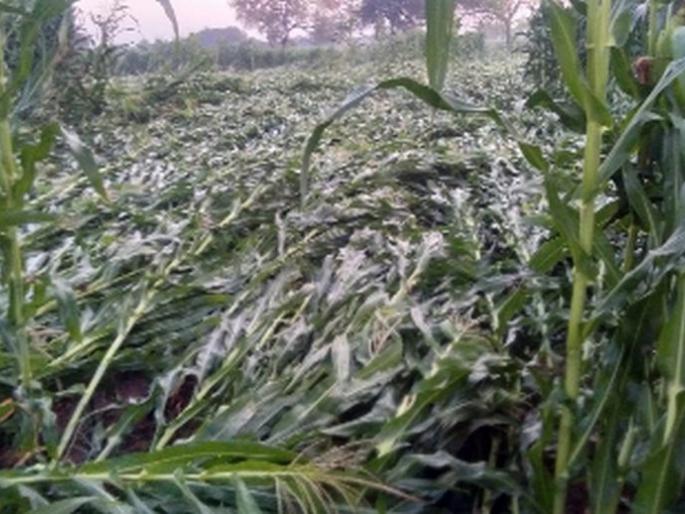 Thunderstorm with hail in Bodhgaon Babre area | बोधगाव बाबरे परिसरात वादळी वाऱ्यासह गारा